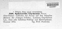 Mycosphaerella clymenia image